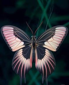 a black and pink butterfly sitting on top of a green leafy plant in front of a dark background