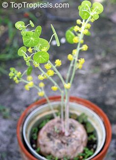 a potted plant with yellow flowers and green leaves in it's center, sitting on the ground