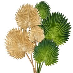 three green and gold fan shaped flowers in a vase on a white background with clippings