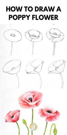 how to draw a poppy flower