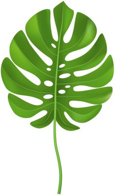 a large green leaf on a white background