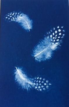 three white feathers on a blue background