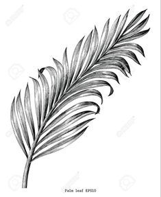 a black and white drawing of a palm tree leaf on a white background stock photo