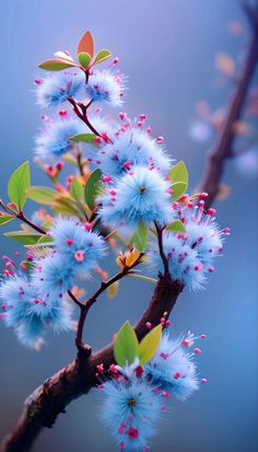 blue flowers are blooming on a tree branch