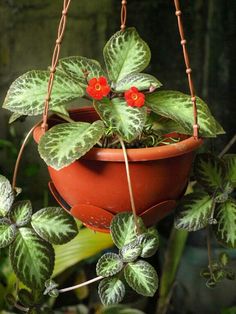 a potted plant with red flowers hanging from it