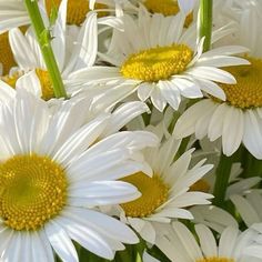 white and yellow flowers with green stems in the foreground