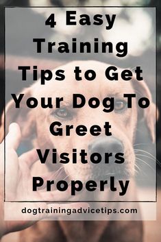 a brown dog with the words 4 easy training tips to get your dog to greet visitors properly