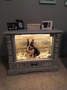 a small dog sitting on top of a bed under a glass table with pictures and frames