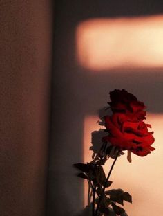 a single red rose sitting in a vase on a table next to a shadow cast by the wall