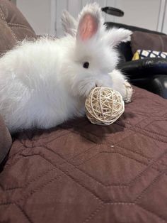 a small white rabbit is chewing on a ball of yarn while sitting on a couch