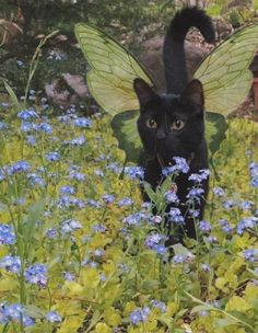 a black cat wearing a butterfly costume in the middle of blue and yellow flowers with trees in the background