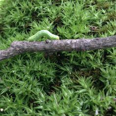 a green caterpillar sitting on top of a tree branch