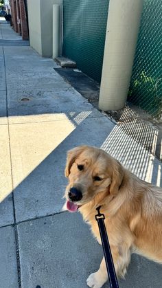 a dog is standing on the sidewalk with a leash