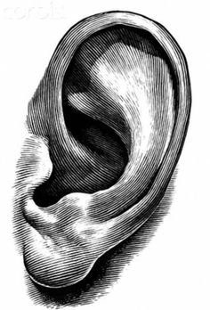 an ear is shown in this black and white drawing by artist mark mcroe