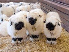 there are many sheep standing together in the hay