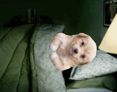 a dog looking up at the camera from behind a green couch with pillows on it