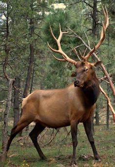 an elk with large antlers standing in the woods