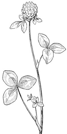 a drawing of a flower with leaves on it