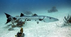 a fish that is swimming in the water near some seaweed and other things on the ocean floor