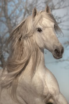 a white horse with long blonde hair standing in front of a snowy tree filled background