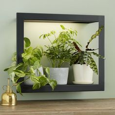 three potted plants are sitting on a shelf next to a gold vase and mirror