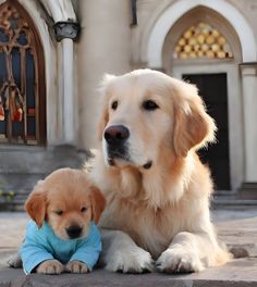 two puppies are sitting on the ground next to each other