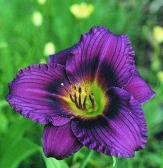 a purple flower with yellow stamens in the center and green leaves around it