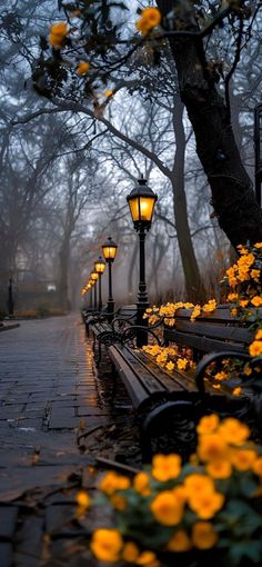 a row of park benches sitting next to yellow flowers