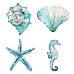 four seashells and one starfish are shown in this watercolor painting on paper