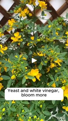 yellow flowers are blooming in front of a wooden trellis with the words yeast and white vinegar, bloom more