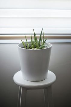 a small white potted plant sitting on top of a table next to a window