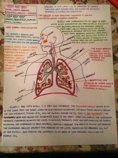 a diagram of the human body and its major organs on a piece of white paper