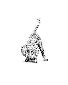 a black and white photo of a tiger on its hind legs, looking down at the ground