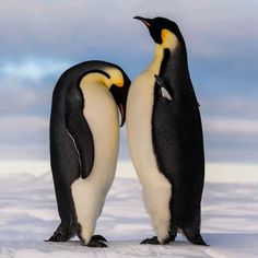 two penguins standing next to each other in the snow