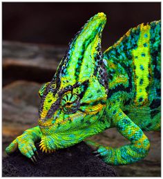 a green and blue lizard sitting on top of a rock