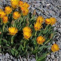 some yellow flowers are growing out of the rocks