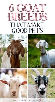 goats and goats with the words 6 goat breeds that make good pets written on them