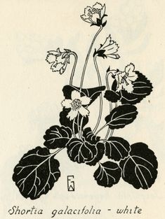 an old black and white drawing of flowers on a sheet with the words shortia galauliria - white