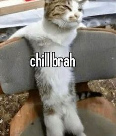 a cat sitting on top of a chair with the caption, chill brah