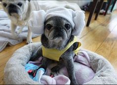 two small dogs are dressed up in costumes