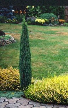 a small tree in the middle of a yard with grass and bushes around it,