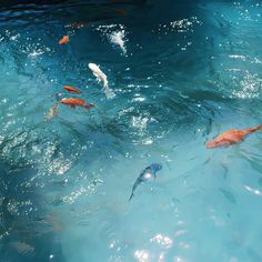 several orange and white fish swimming in a pool with clear blue water at the bottom