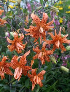 orange flowers are blooming in the garden