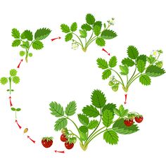 the stages of growing strawberries from seed to plant in a circle on a white background