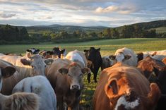 a herd of cattle standing on top of a lush green field under a cloudy sky