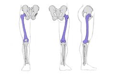 three views of the lower limb and upper limb, with different angles to each other