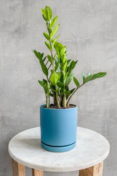 a potted plant sitting on top of a table