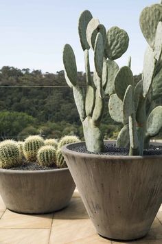 two large cactus plants in cement pots on a patio