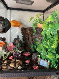 there are many plants and rocks in the glass case