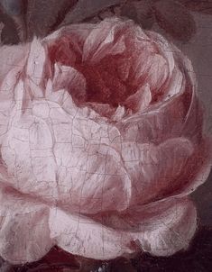 a painting of a pink rose on a black background with white and red highlights in the center